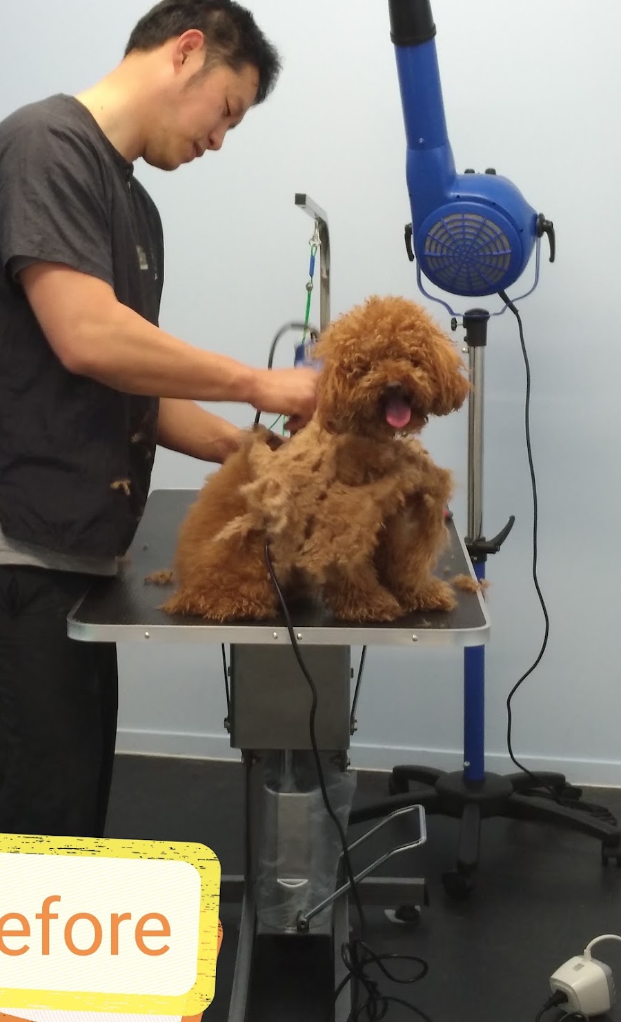 Land Tang grooming a brown poodle at Fancy Paws